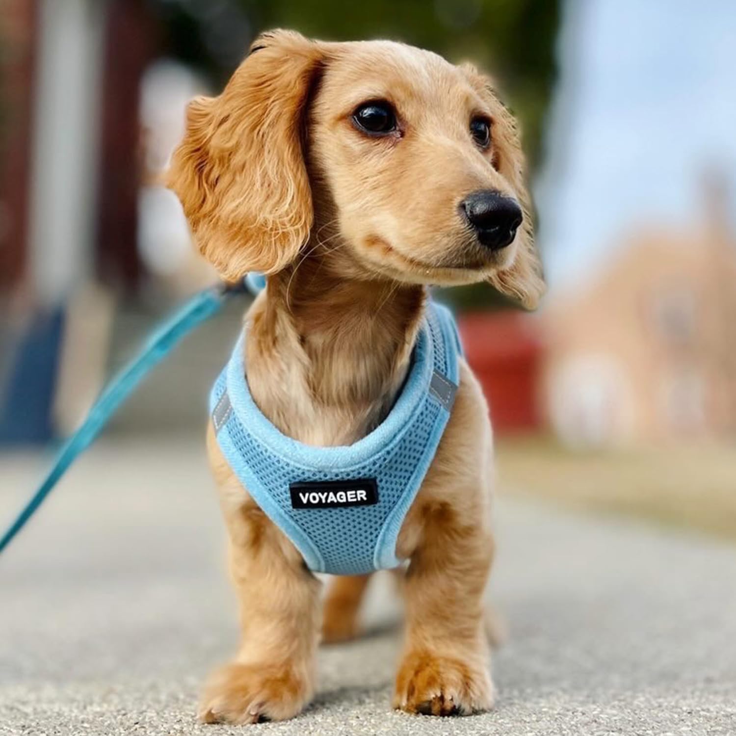 Dog Harness
